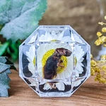 Taxidermy Fetal Mouse Baby Musculus Display Curiosities Oddities Decor. Fixed Price $24.99.