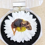Fetal Mouse Baby Musculus Taxidermy Display Curiosities Oddities Decor Gift. Fixed Price $19.99.