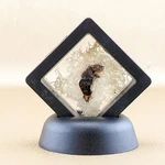 Fetal Baby Mouse Taxidermy Musculus Display Curiosities Oddities Decor Gift. Fixed Price $24.99.